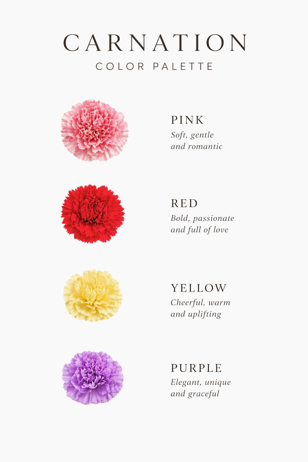 Carnation Love